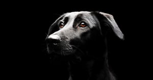 IN-FLUENCE_Hero_Hund